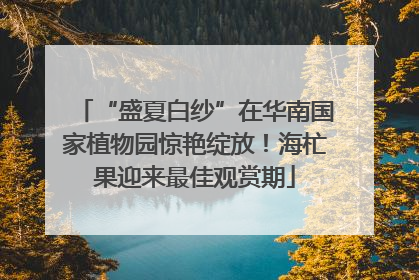 “盛夏白纱”在华南国家植物园惊艳绽放！海杧果迎来最佳观赏期