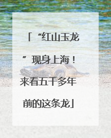 “红山玉龙”现身上海！来看五千多年前的这条龙