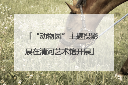 “动物园”主题摄影展在清河艺术馆开展