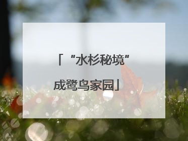 “水杉秘境”成鹭鸟家园