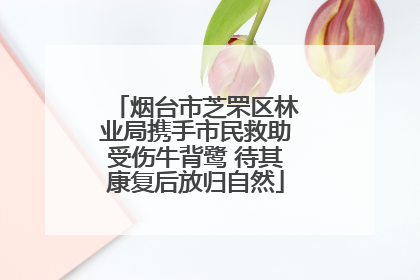 烟台市芝罘区林业局携手市民救助受伤牛背鹭 待其康复后放归自然