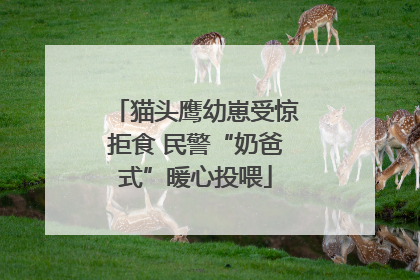 猫头鹰幼崽受惊拒食 民警“奶爸式”暖心投喂