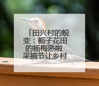 田兴村的蜕变：栀子花田的杨梅熟啦 采摘节让乡村热闹起来