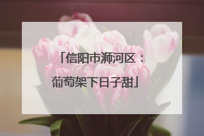 信阳市浉河区：葡萄架下日子甜