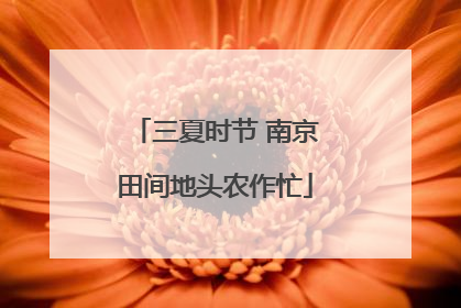 三夏时节 南京田间地头农作忙