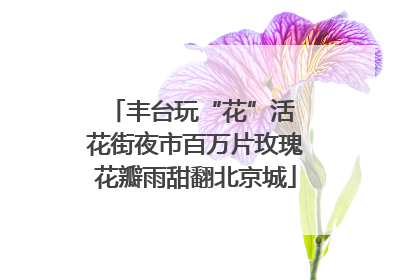 丰台玩“花”活 花街夜市百万片玫瑰花瓣雨甜翻北京城