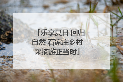 乐享夏日 回归自然 石家庄乡村采摘游正当时