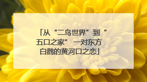 从“二鸟世界”到“五口之家” 一对东方白鹳的黄河口之恋