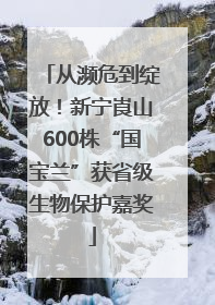 从濒危到绽放！新宁崀山600株“国宝兰”获省级生物保护嘉奖