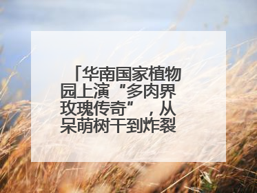 华南国家植物园上演“多肉界玫瑰传奇”，从呆萌树干到炸裂种子全是戏！
