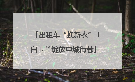 出租车“换新衣”！白玉兰绽放申城街巷
