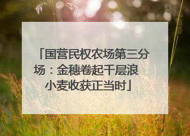 国营民权农场第三分场：金穗卷起千层浪 小麦收获正当时