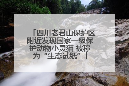 四川老君山保护区附近发现国家一级保护动物小灵猫 被称为“生态试纸”
