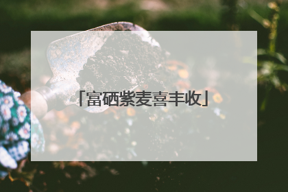 富硒紫麦喜丰收