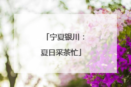 宁夏银川：夏日采茶忙