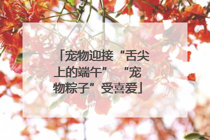 宠物迎接“舌尖上的端午” “宠物粽子”受喜爱