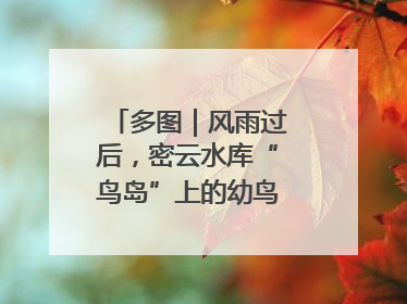 多图｜风雨过后，密云水库“鸟岛”上的幼鸟还好吗？