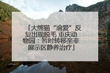 大熊猫“渝爱”反复出现脱毛 重庆动物园：暂时转移至非展示区静养治疗