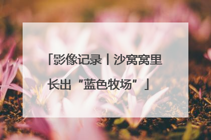 影像记录丨沙窝窝里长出“蓝色牧场”