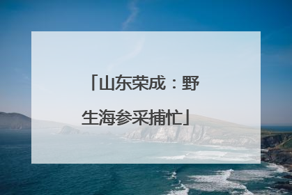 山东荣成：野生海参采捕忙
