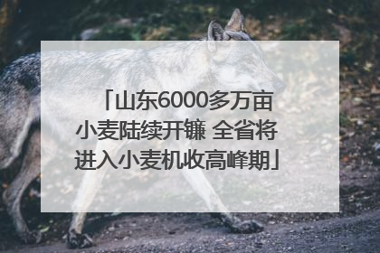 山东6000多万亩小麦陆续开镰 全省将进入小麦机收高峰期