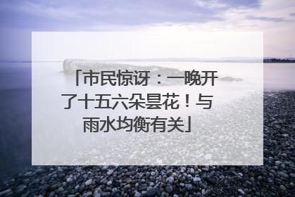 市民惊讶：一晚开了十五六朵昙花！与雨水均衡有关