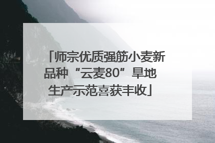 师宗优质强筋小麦新品种“云麦80”旱地生产示范喜获丰收