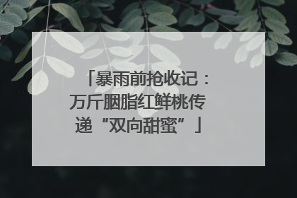 暴雨前抢收记：万斤胭脂红鲜桃传递“双向甜蜜”