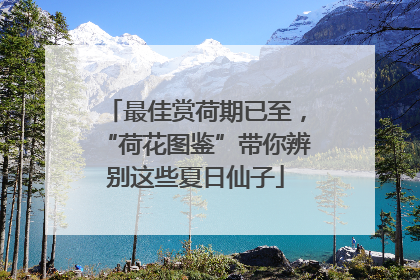 最佳赏荷期已至，“荷花图鉴”带你辨别这些夏日仙子