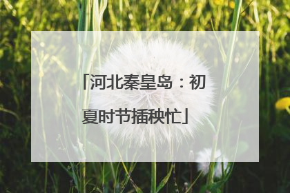 河北秦皇岛：初夏时节插秧忙