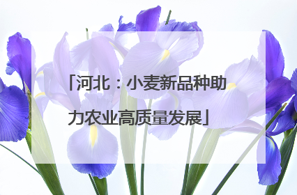 河北：小麦新品种助力农业高质量发展