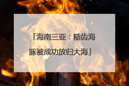 海南三亚：糙齿海豚被成功放归大海