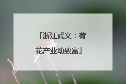 浙江武义：荷花产业助致富