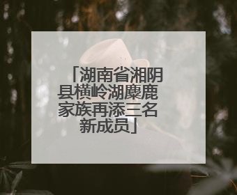 湖南省湘阴县横岭湖麋鹿家族再添三名新成员