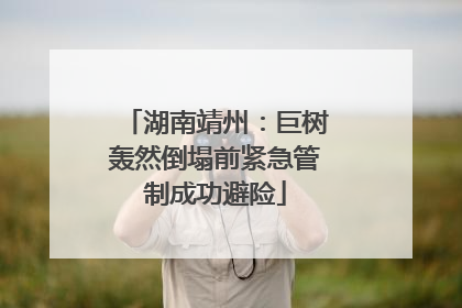 湖南靖州：巨树轰然倒塌前紧急管制成功避险