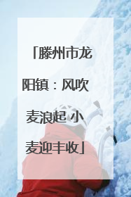 滕州市龙阳镇：风吹麦浪起 小麦迎丰收