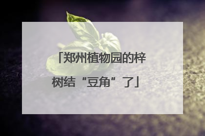 郑州植物园的梓树结“豆角”了