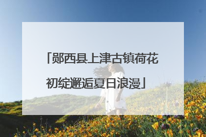 郧西县上津古镇荷花初绽邂逅夏日浪漫