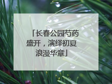 长春公园芍药盛开，演绎初夏浪漫华章