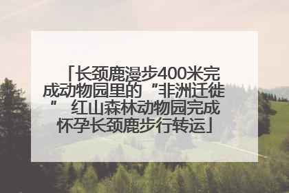 长颈鹿漫步400米完成动物园里的“非洲迁徙” 红山森林动物园完成怀孕长颈鹿步行转运