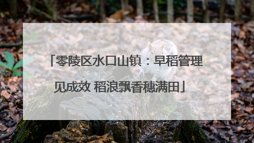 零陵区水口山镇：早稻管理见成效 稻浪飘香穗满田