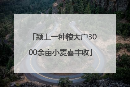 颍上一种粮大户3000余亩小麦喜丰收