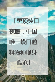 黑顶蛙口夜鹰，中国唯一蟆口鸱科物种现身临沧